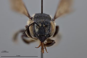 Media type: image;   Entomology 791065 Aspect: head frontal view